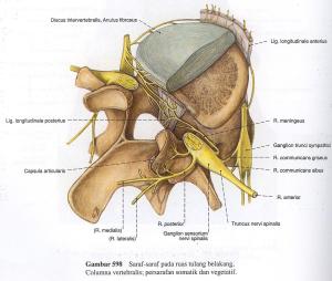 anatomi cervical